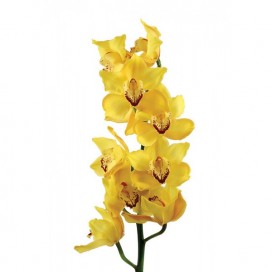 Орхидея жёлтая