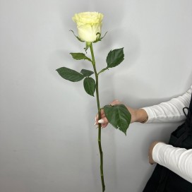 Белая роза 60 см