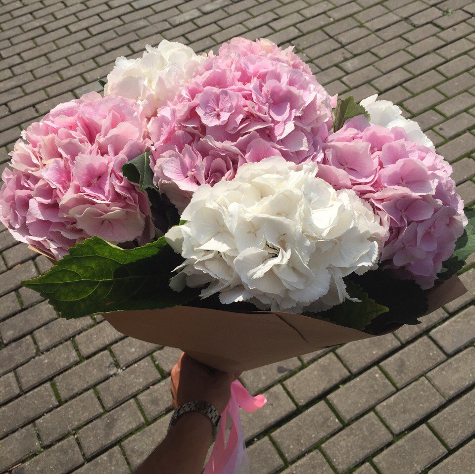 Букет из 5 гортензий - crocus-flowers38.ru