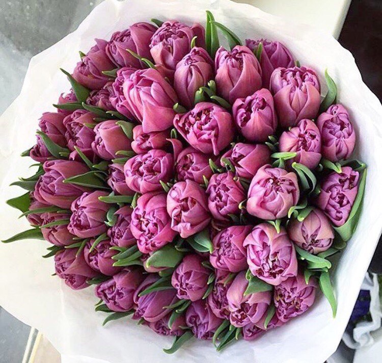 Букет из 49 пурпурных тюльпанов - crocus-flowers38.ru