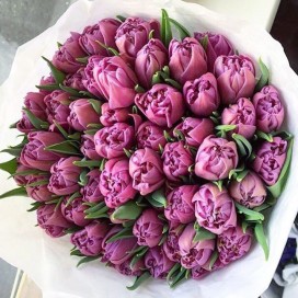 Букет из 49 пурпурных тюльпанов