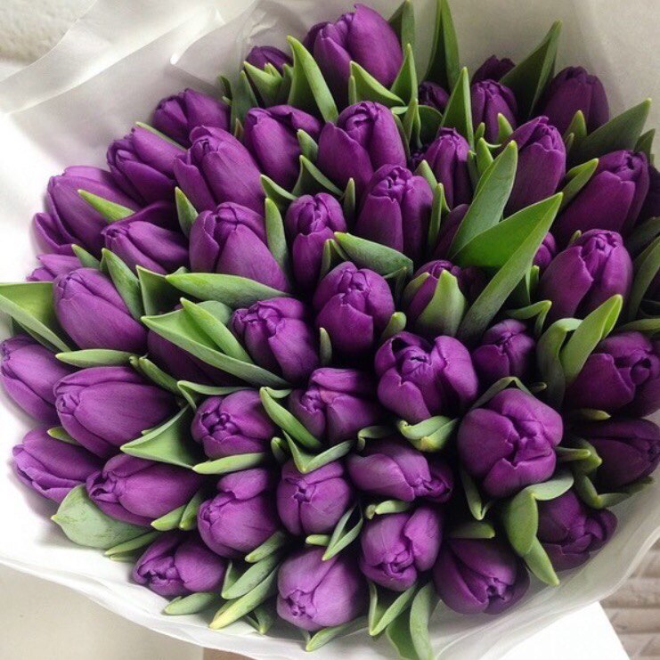 Букет из 49 шт тюльпанов - crocus-flowers38.ru