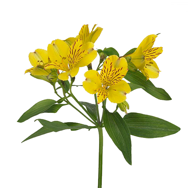Альстромерия жёлтая - crocus-flowers38.ru