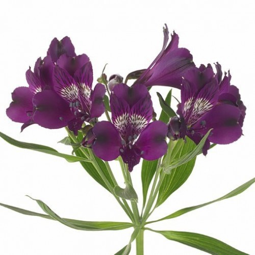 Альстромерия фиолетовая - crocus-flowers38.ru