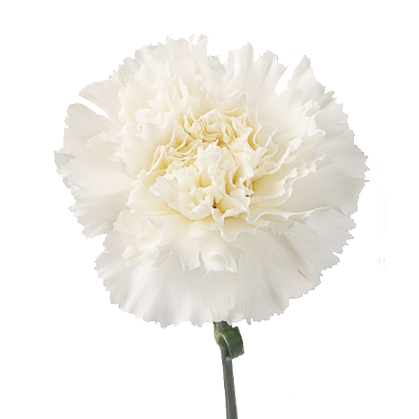 Гвоздика белая - crocus-flowers38.ru