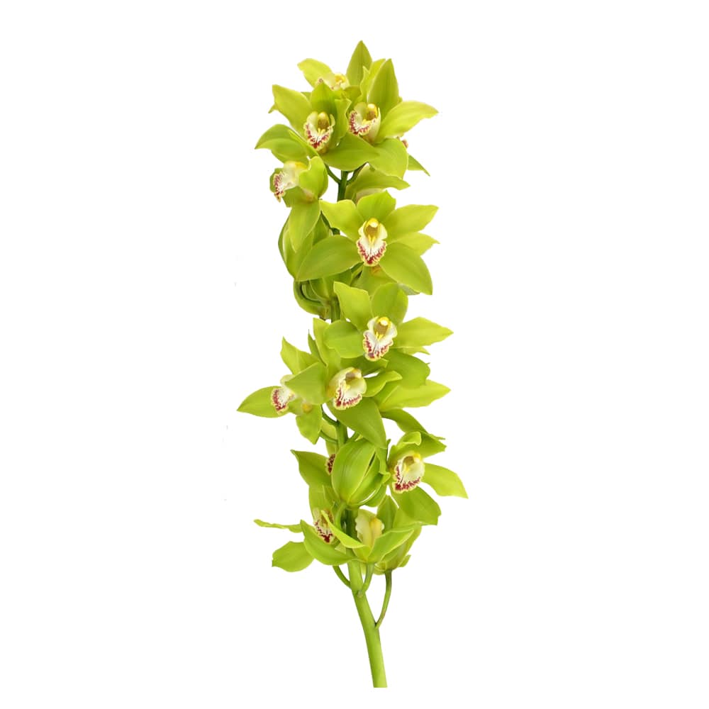 Орхидея зелёная