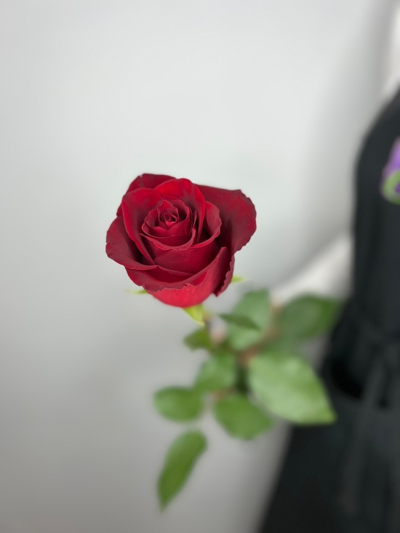Красная роза Эксплорер 60см - crocus-flowers38.ru