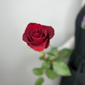 Красная роза Эксплорер 60см