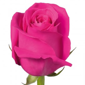 Розовая роза Пинк Флойд 70см