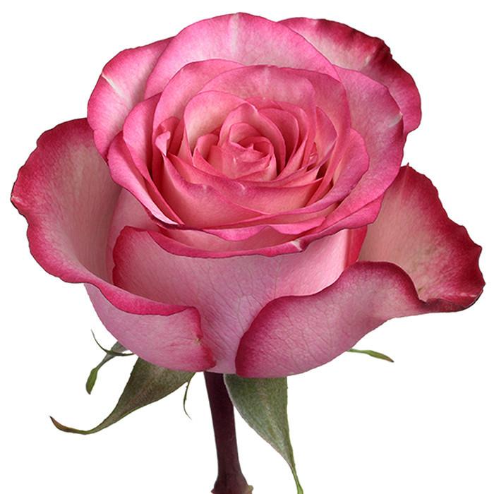 Розовая роза Карусель 70см - crocus-flowers38.ru
