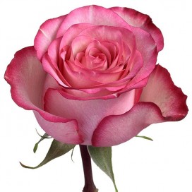 Розовая роза Карусель 70см