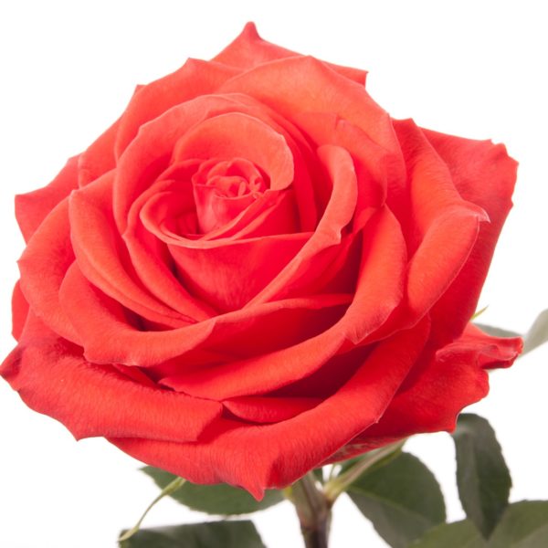 Коралловая роза Сантана 70см - crocus-flowers38.ru