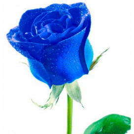 Синяя роза 60-70см