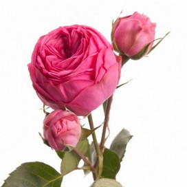 Роза кустовая пионовидная 60см