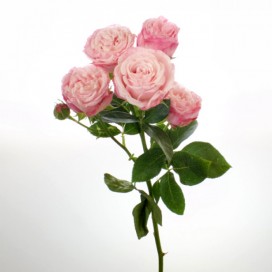 Роза кустовая "Бомбастик" 60см