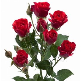 Роза кустовая красная 60см