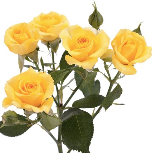 Роза кустова жёлтая 60см