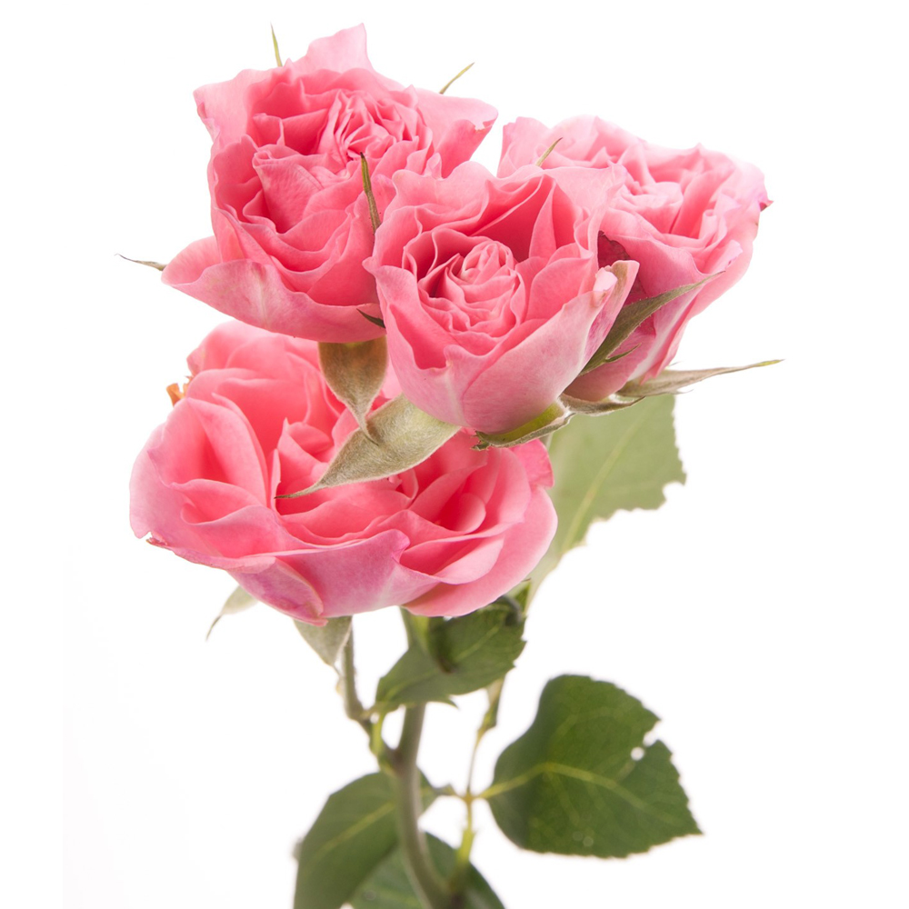 Роза кустовая розовая 60см - crocus-flowers38.ru