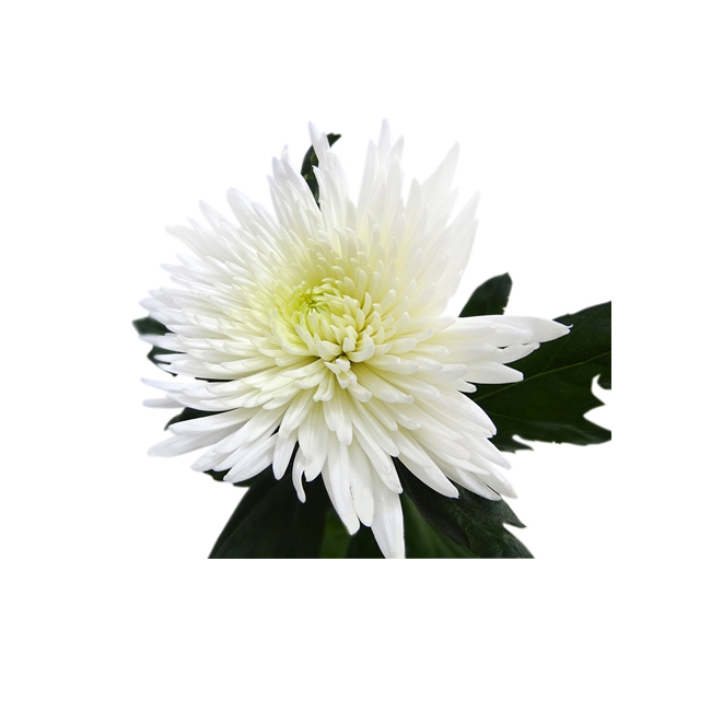 Анастасия белая - crocus-flowers38.ru