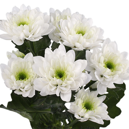 Кустовая Балтика белая - crocus-flowers38.ru