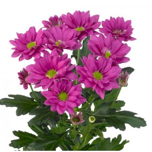 Кустовая Бакарди фиолетовая - crocus-flowers38.ru