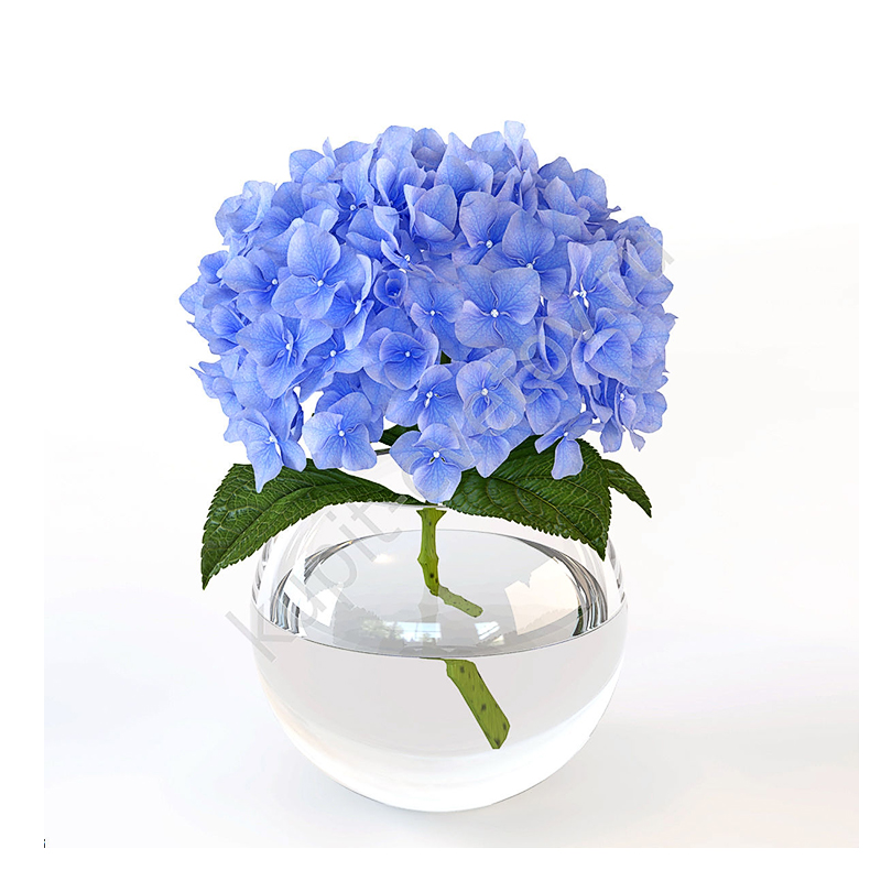 Гортензия голубая - crocus-flowers38.ru