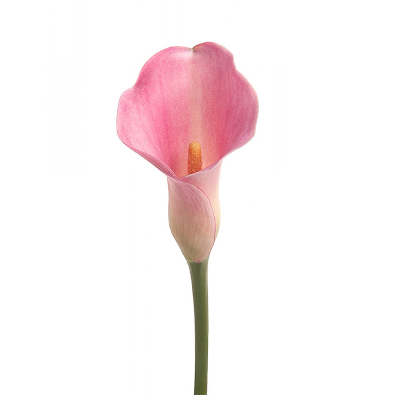 Калла розовая - crocus-flowers38.ru