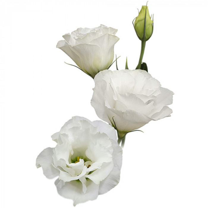 Эустома белая - crocus-flowers38.ru