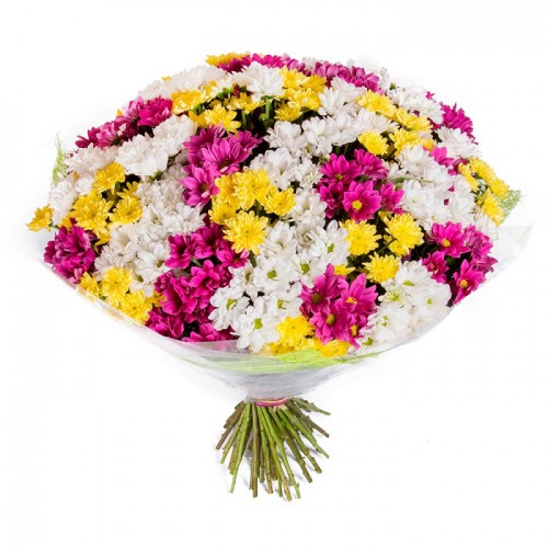 Букет из 35 разноцветных кустовых хризантем - crocus-flowers38.ru